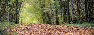 La forêt de Haye