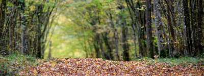 La forêt de Haye