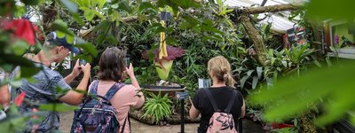 Floraison exceptionnelle d'un Arum titanau Jardin Botanique Jean-Marie Pelt